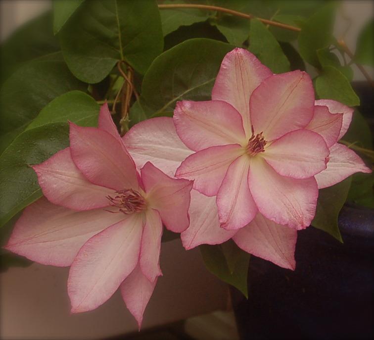 Photo of Clematis 'Omoshiro' uploaded by venu209