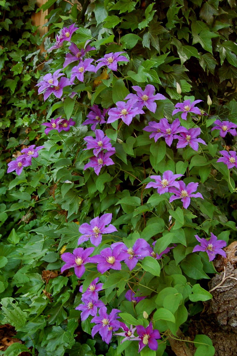 Photo of Clematis 'Ristimagi' uploaded by venu209