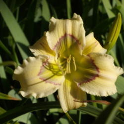Location: My garden in Bakersfield, CA
Date: 2012-05-17 