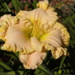 Location: My garden in Bakersfield, CA
Date: 2012-05-20 