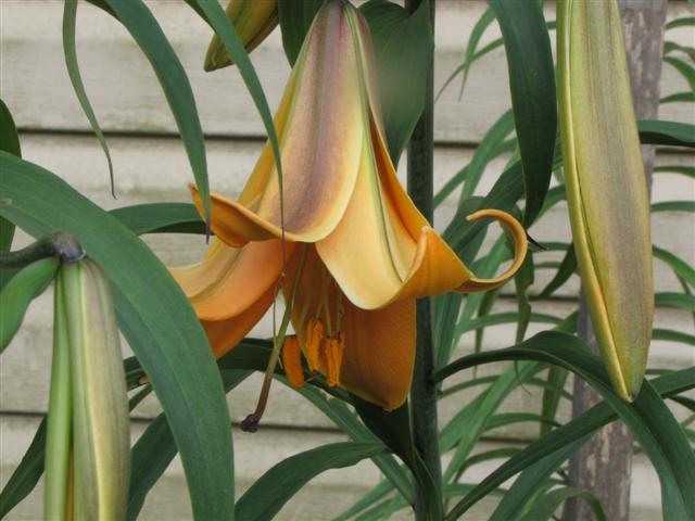 Photo of Lily (Lilium African Queen) uploaded by Claudia