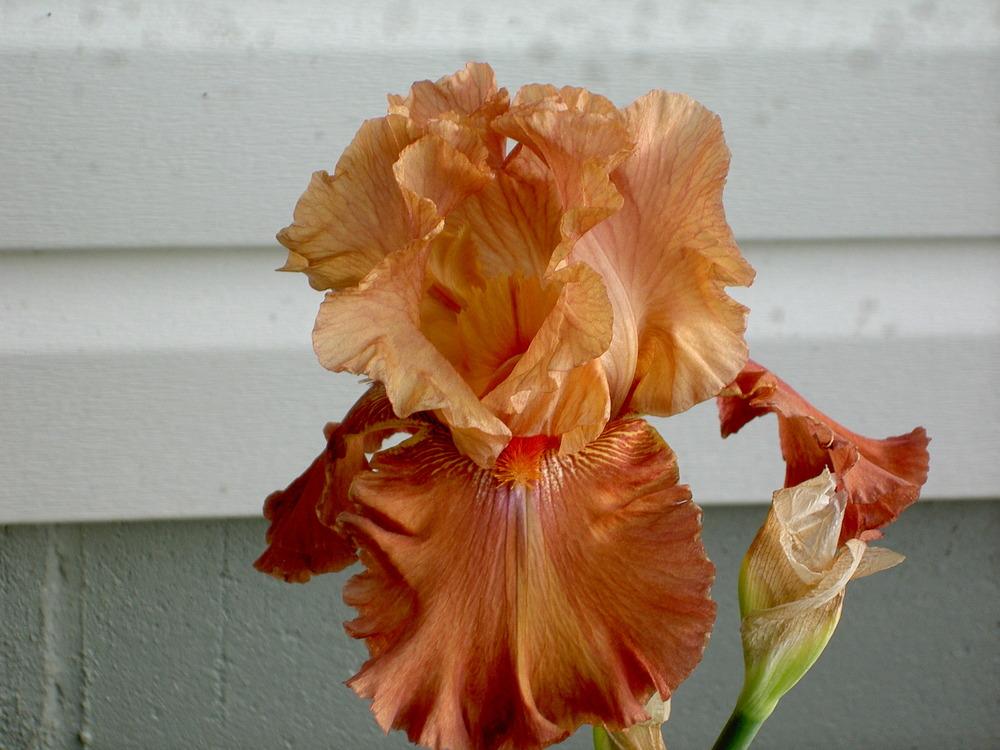 Photo of Tall Bearded Iris (Iris 'Arizona Sandstone') uploaded by Muddymitts
