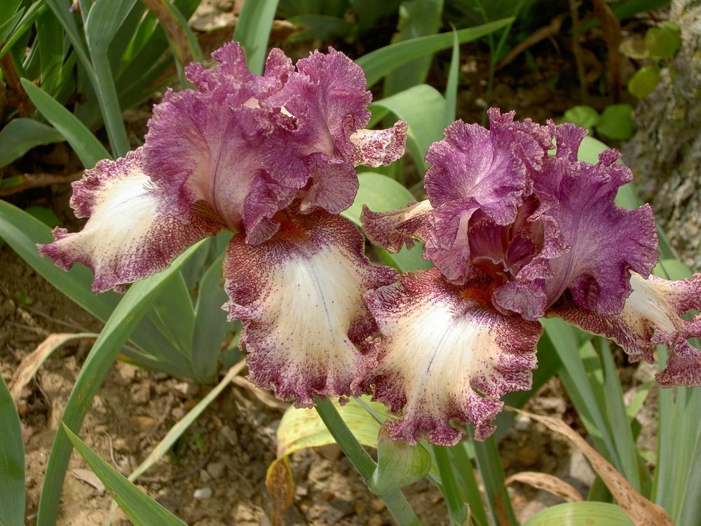 Photo of Tall Bearded Iris (Iris 'Brazen Beauty') uploaded by Muddymitts