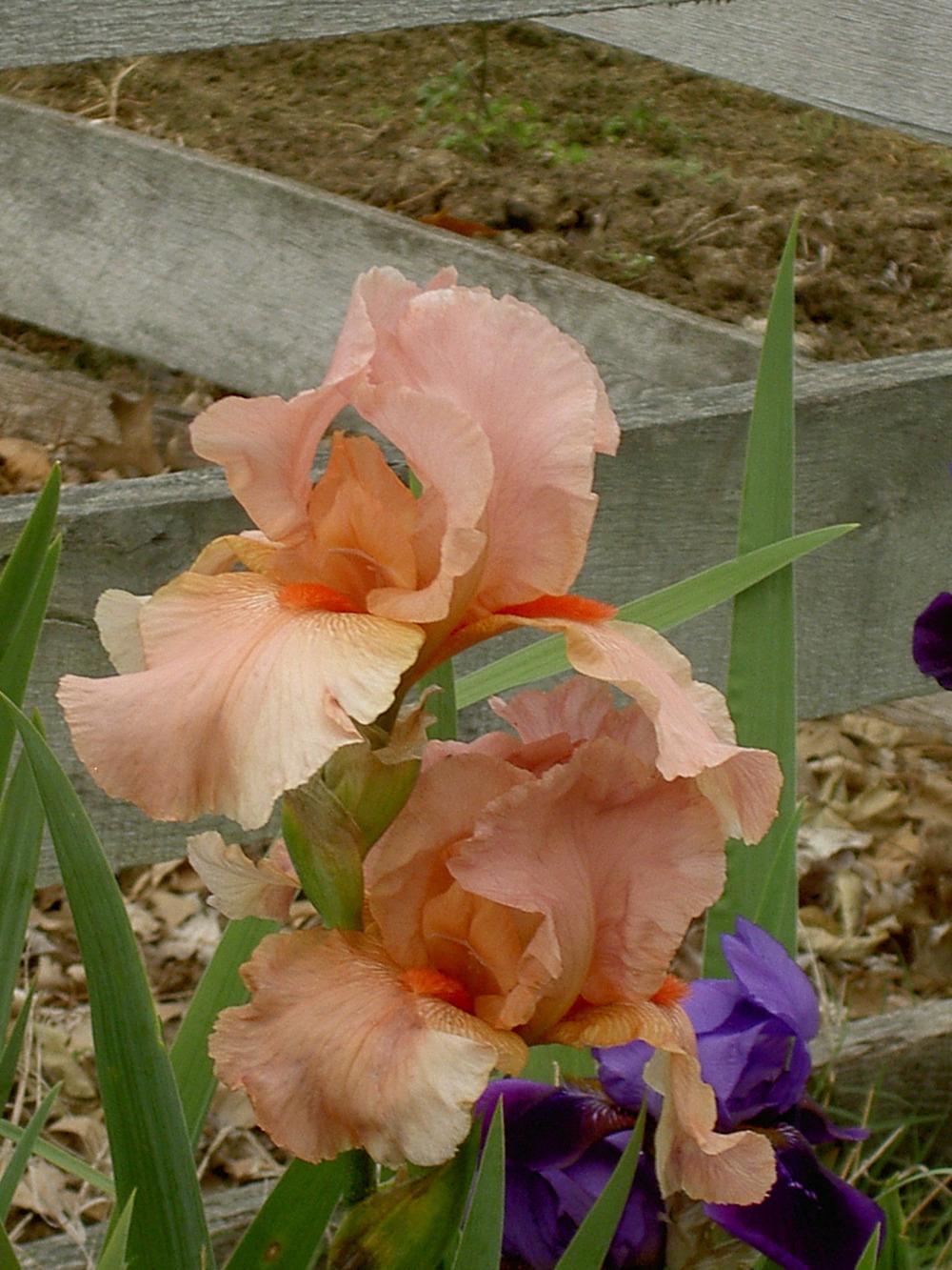Photo of Tall Bearded Iris (Iris 'Pompano Peach') uploaded by Muddymitts