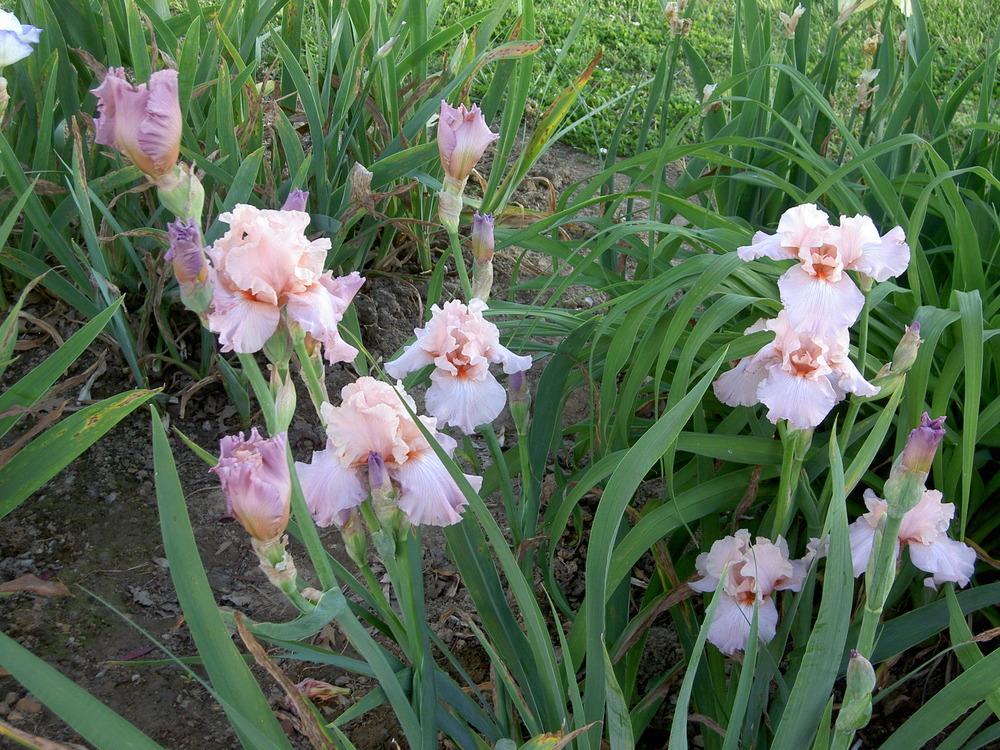 Photo of Tall Bearded Iris (Iris 'Amiable') uploaded by Muddymitts