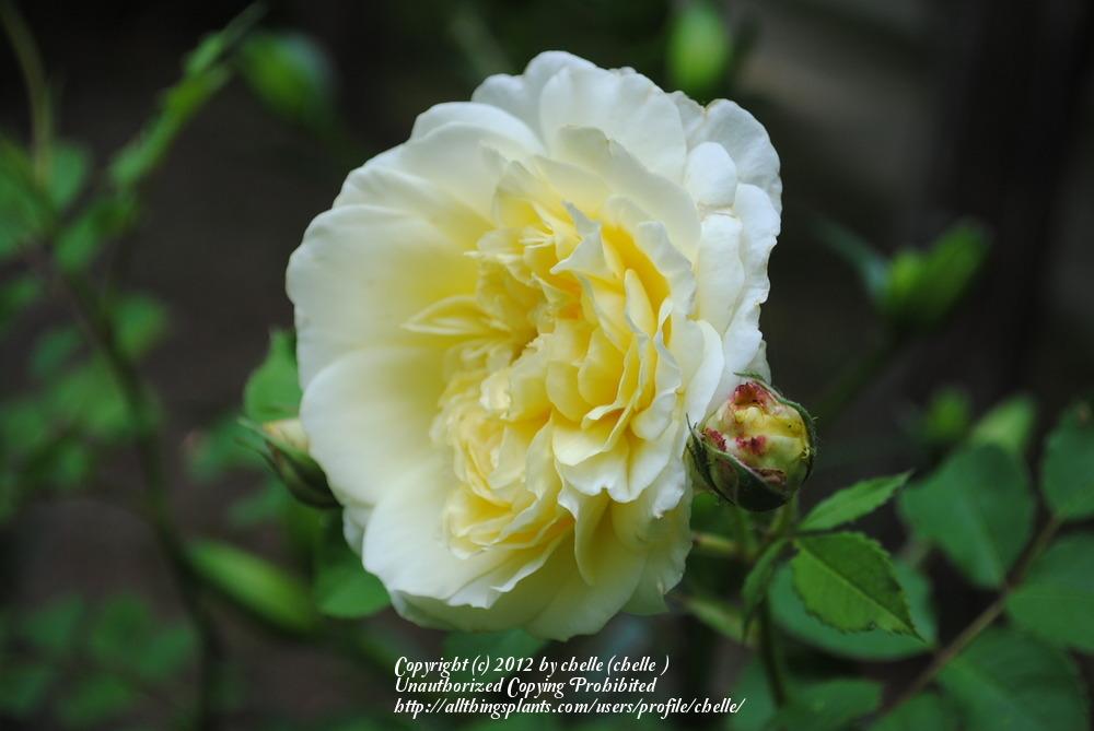 Photo of Rose (Rosa 'The Pilgrim') uploaded by chelle