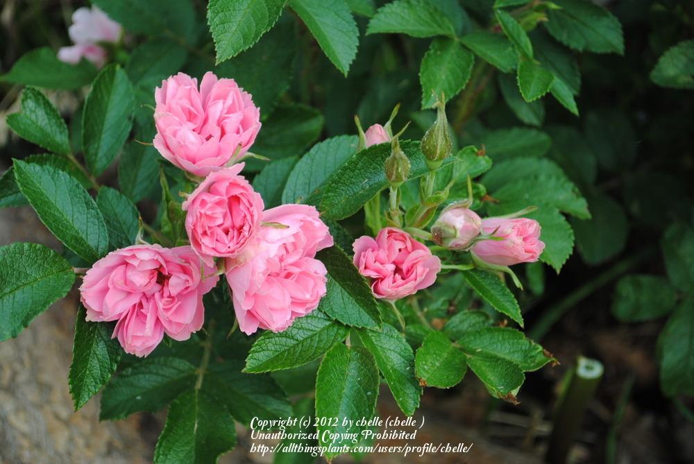 Photo of Rose (Rosa 'Pink Grootendorst') uploaded by chelle