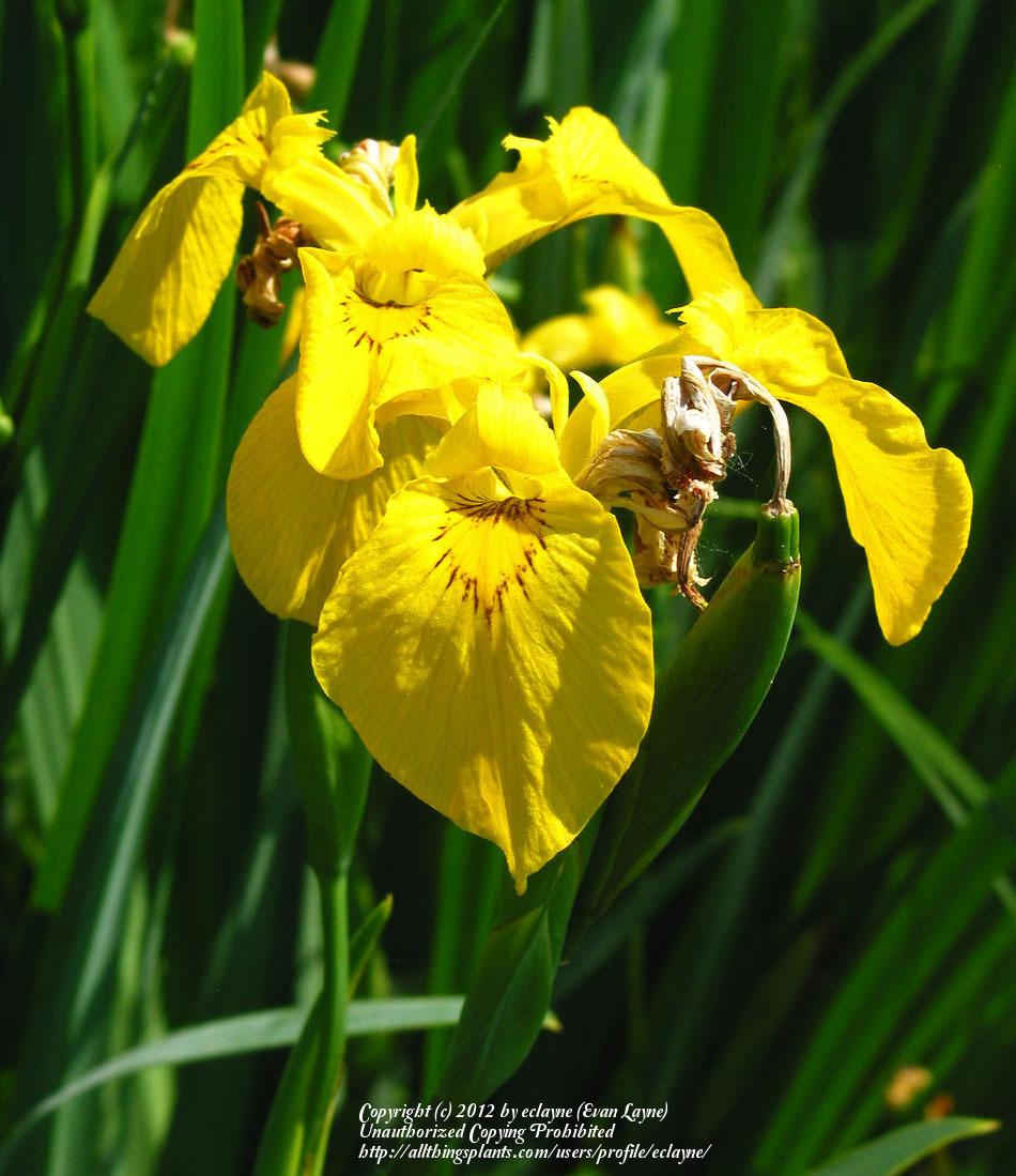 Photo of Yellow Flag (Iris pseudacorus) uploaded by eclayne