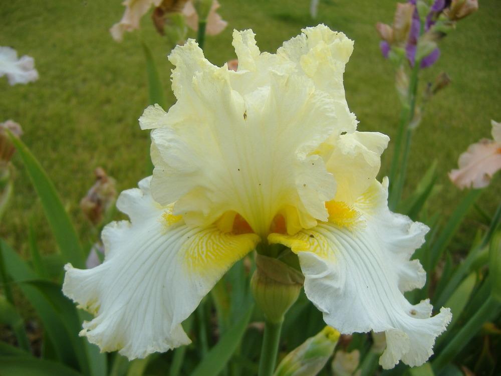 Photo of Tall Bearded Iris (Iris 'Material Girl') uploaded by tveguy3