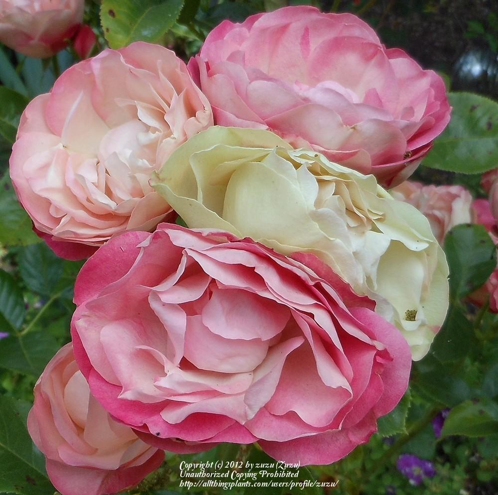 Photo of Rose (Rosa 'Acropolis') uploaded by zuzu
