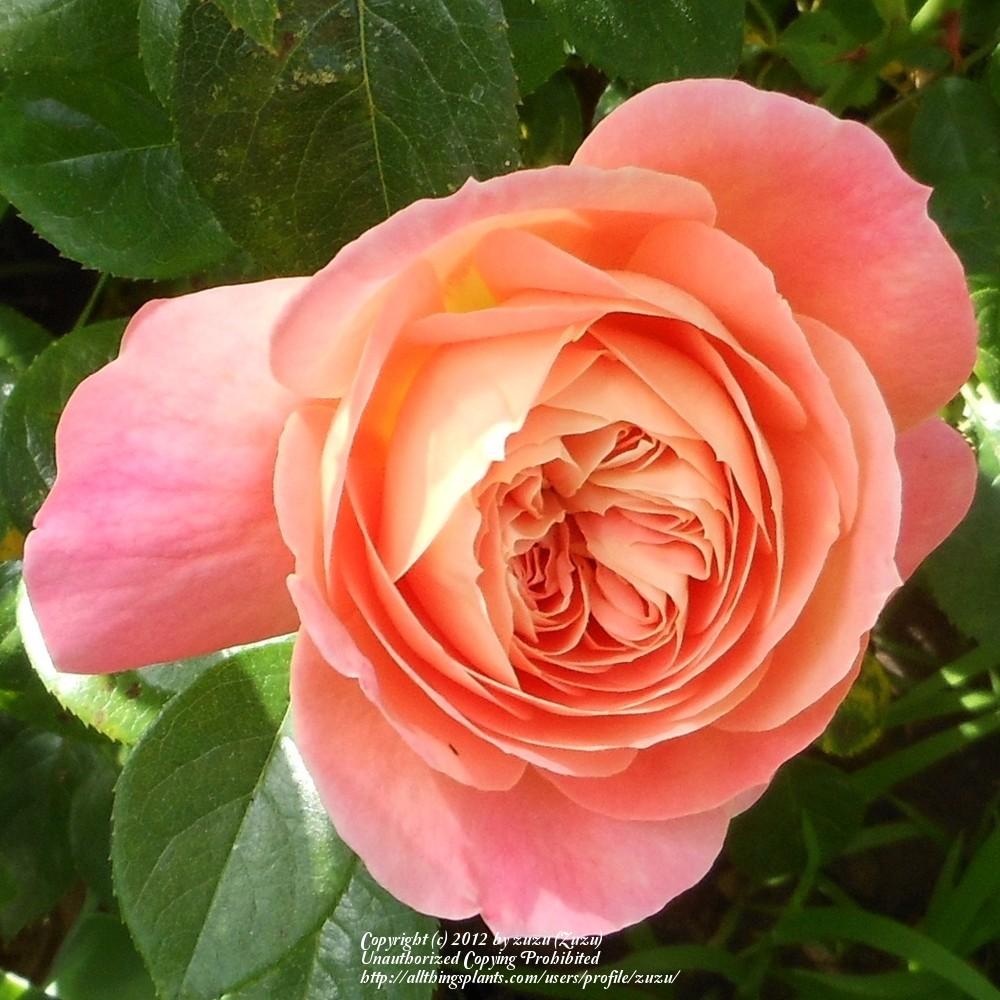 Photo of Rose (Rosa 'Queen of Hearts') uploaded by zuzu