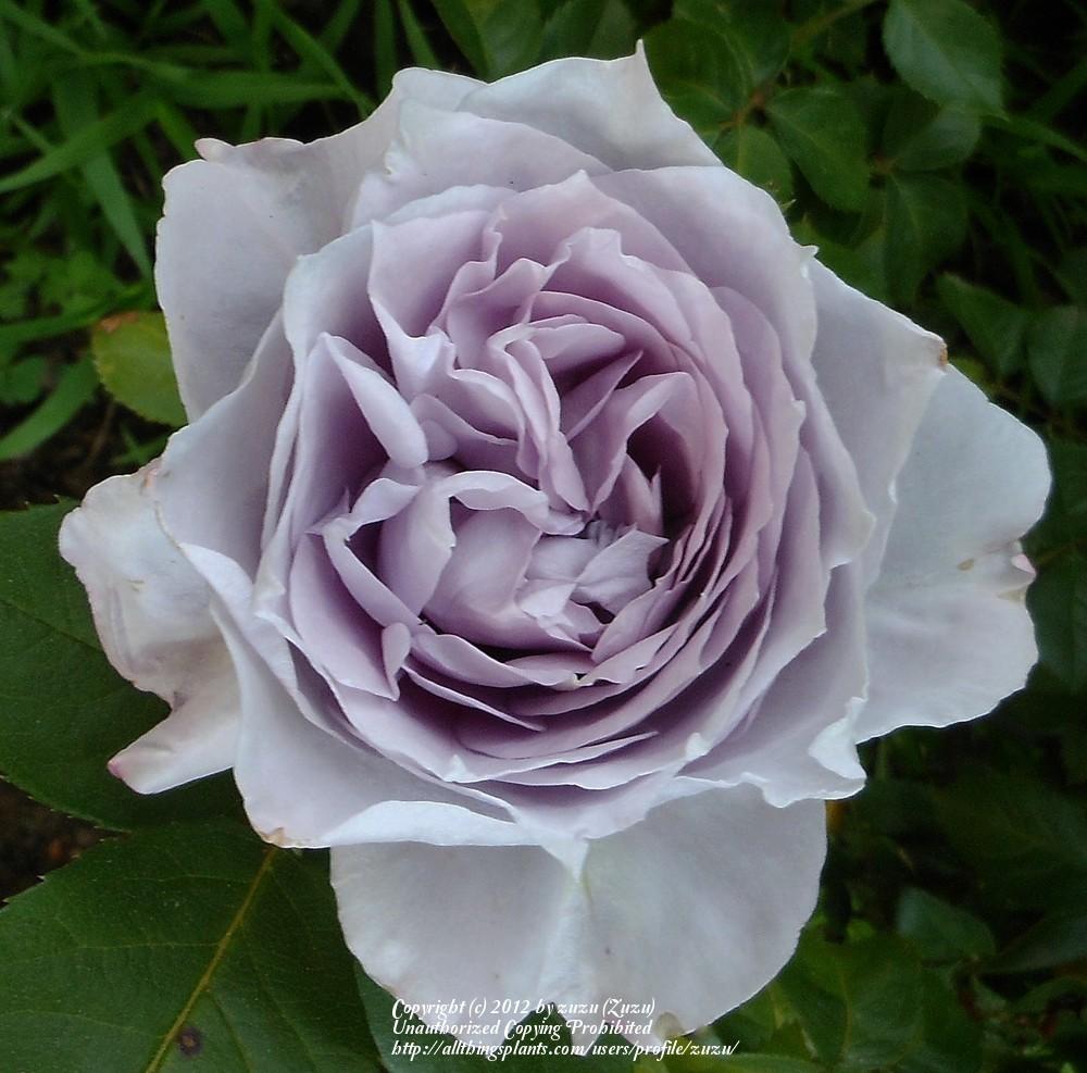 Photo of Rose (Rosa 'Novalis') uploaded by zuzu
