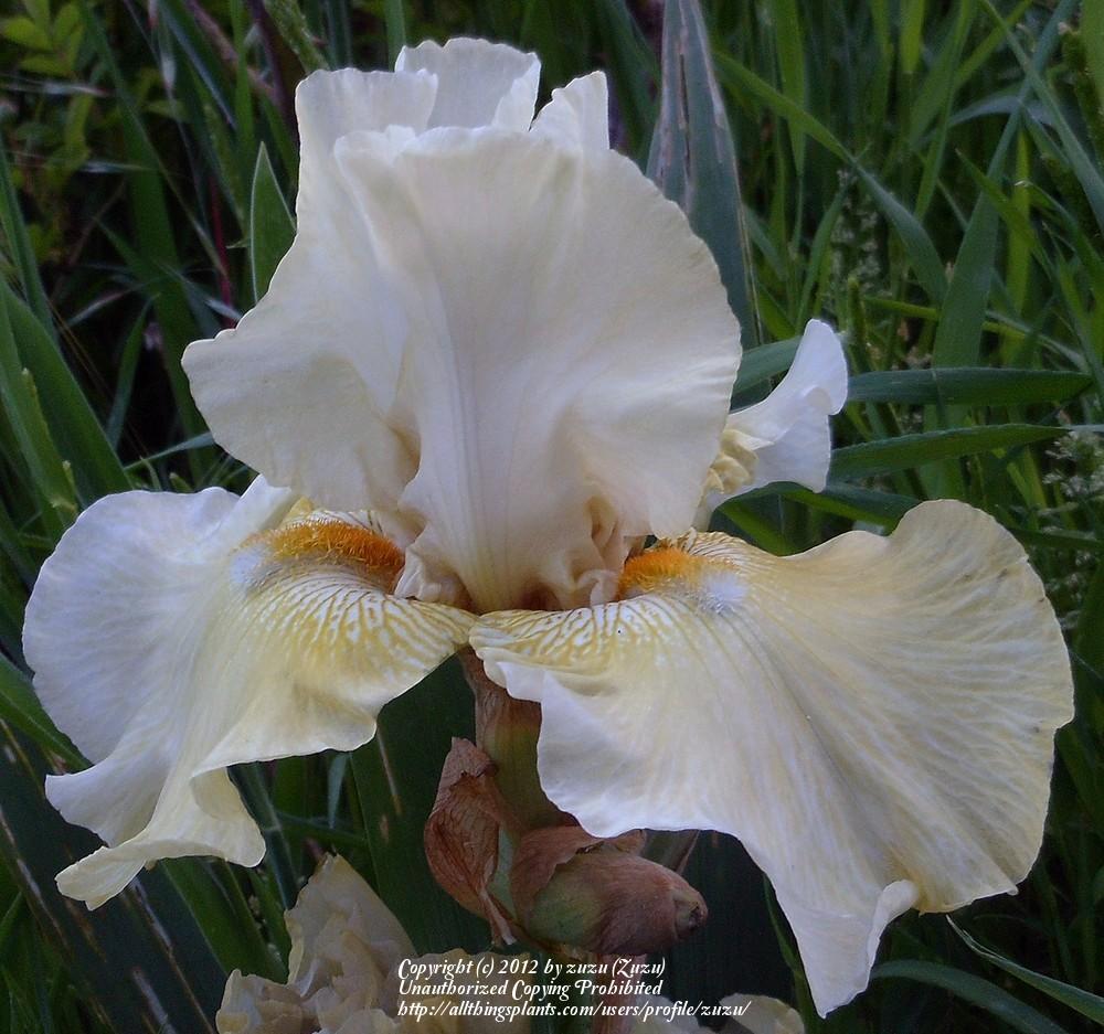 Photo of Tall Bearded Iris (Iris 'Lenora Suzzette') uploaded by zuzu