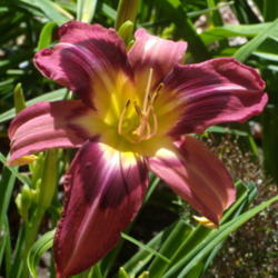Location: My garden in Bakersfield, CA
Date: 2012-05-23 
