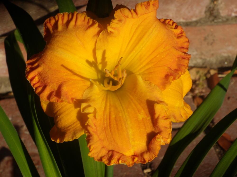 Photo of Daylily (Hemerocallis 'Orange Blossom Trail') uploaded by Betja