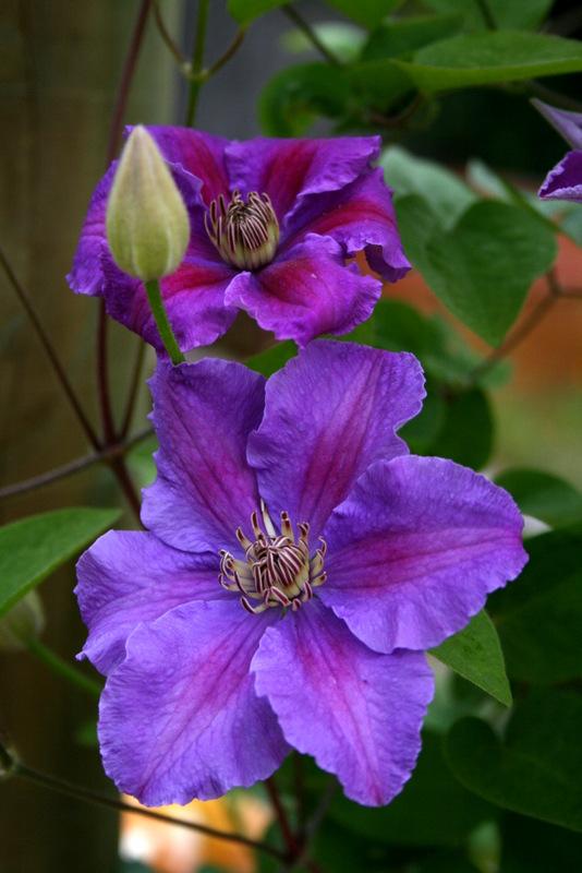 Photo of Clematis 'Ashva' uploaded by Calif_Sue
