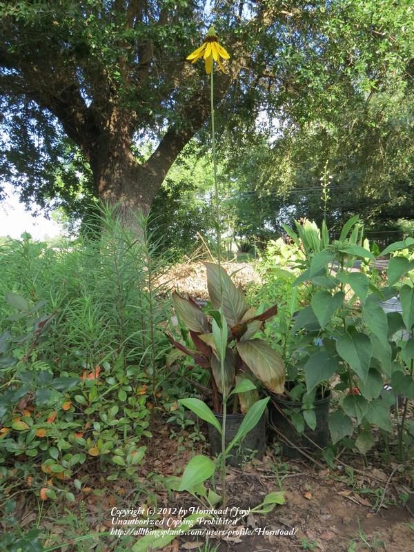 Photo of Texas coneflower (Rudbeckia texana) uploaded by Horntoad