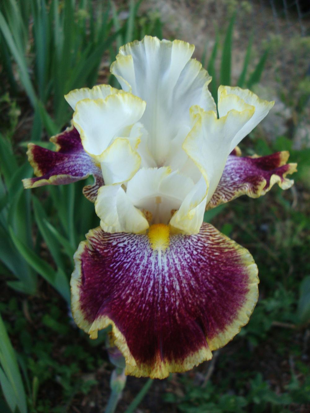 Photo of Tall Bearded Iris (Iris 'Carnival Ride') uploaded by Paul2032