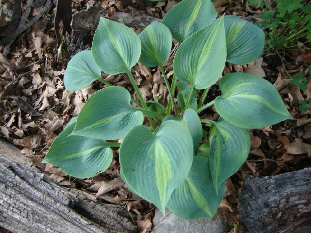 Photo of Hosta 'Touch of Class' uploaded by Paul2032