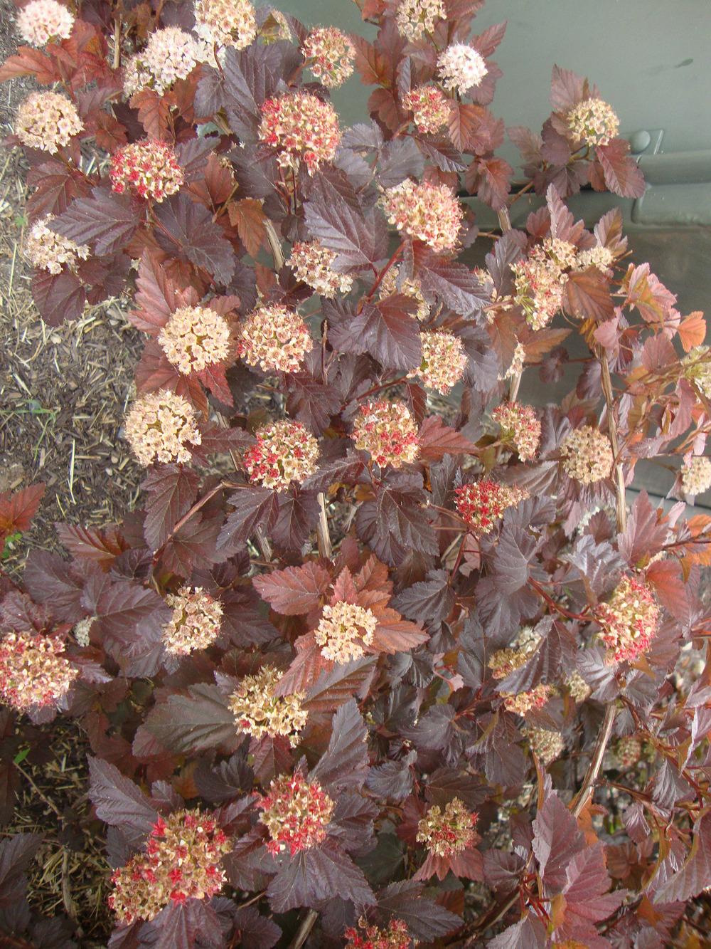 Photo of Eastern Ninebark (Physocarpus opulifolius Diabolo®) uploaded by Paul2032