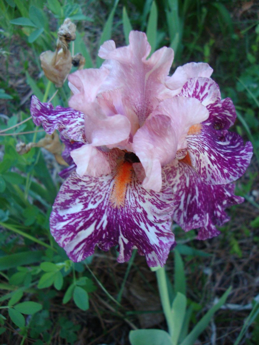 Photo of Border Bearded Iris (Iris 'Anaconda Love') uploaded by Paul2032