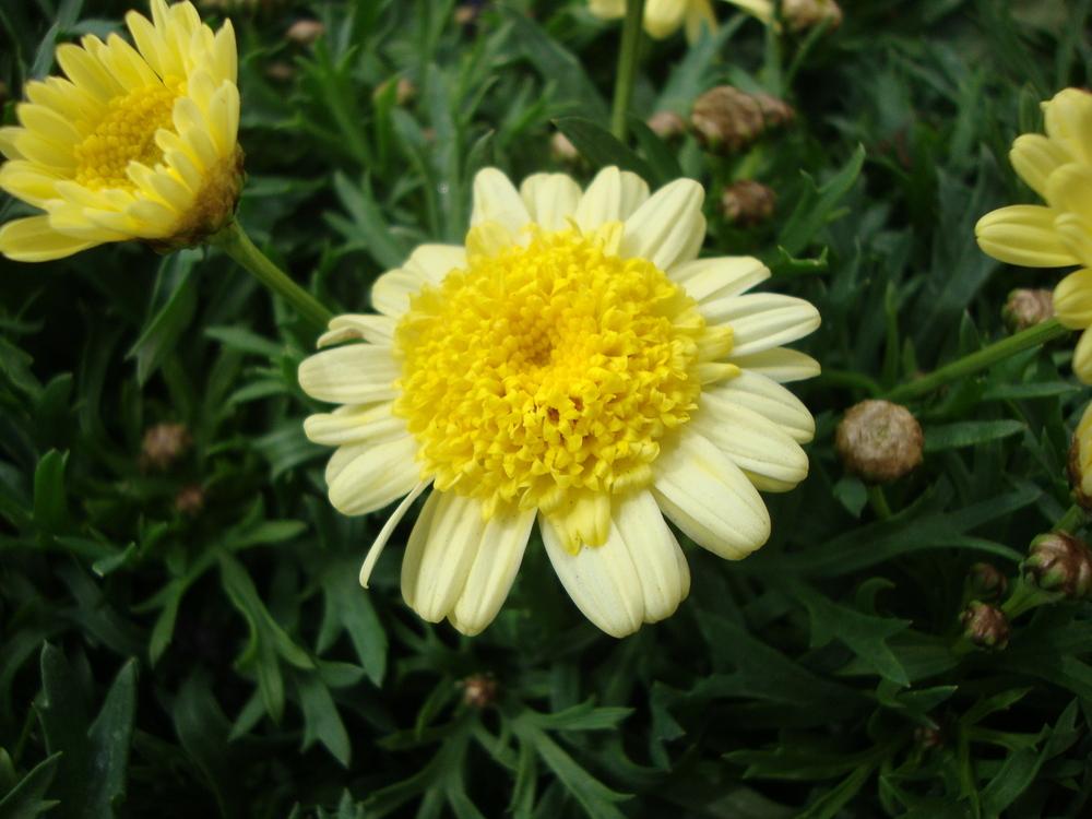 Photo of Marguerite Daisy (Argyranthemum frutescens Madeira™ Crested Yellow) uploaded by Paul2032