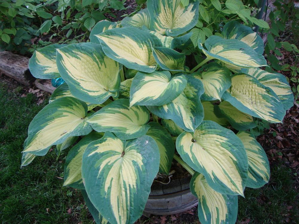 Photo of Hosta 'Great Expectations' uploaded by Paul2032