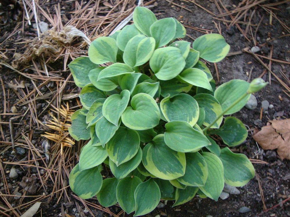 Photo of Hosta 'Cameo' uploaded by Paul2032