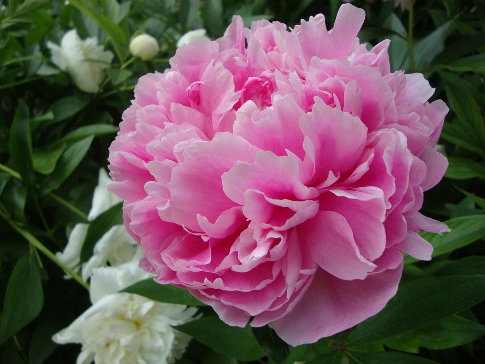 Photo of Chinese Peony (Paeonia lactiflora 'The Fawn') uploaded by Paul2032