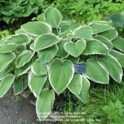 Location: Montréal Botanical Garden
Date: 2012-05-26
H. 'Frosted Jade'