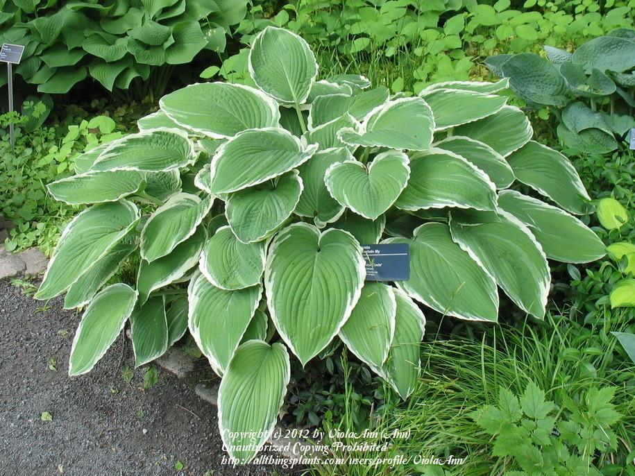 Photo of Hosta 'Frosted Jade' uploaded by ViolaAnn