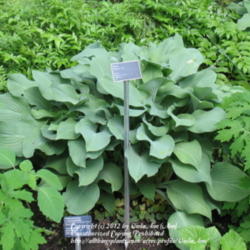 Location: Montréal Botanical Garden
Date: 2012-05-26
H. 'Krossa Regal'