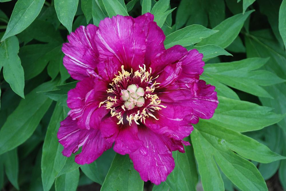 Photo of Itoh Peony (Paeonia 'Morning Lilac') uploaded by bearsearch