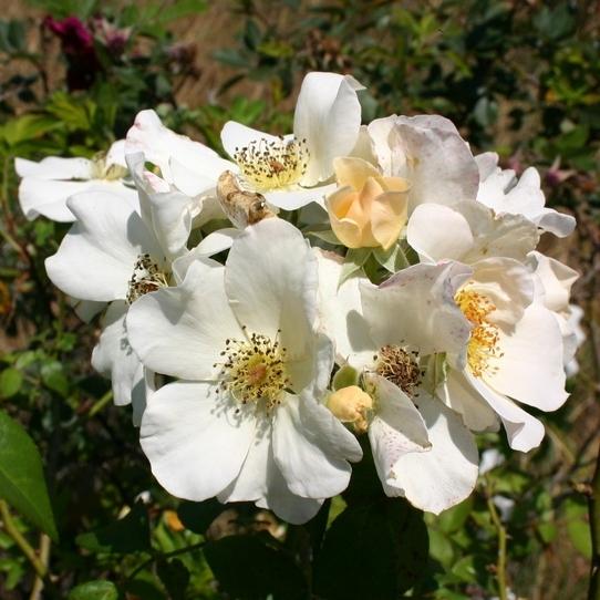 Photo of Rose (Rosa 'Sally Holmes') uploaded by dave