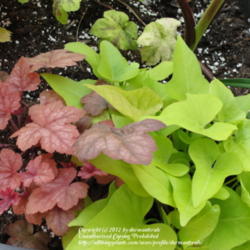 Location: Wilmington, DE
Date: 2012-05-28
Redstone Falls - Spring Color