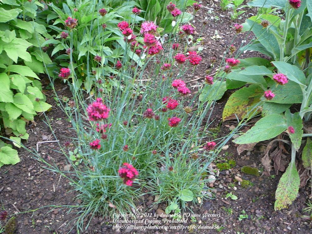 Photo of Pineleaf Garden Pink (Dianthus pinifolius) uploaded by duane456