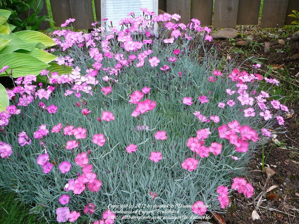 Photo of Cheddar Pink (Dianthus gratianopolitanus 'Feuerhexe') uploaded by duane456
