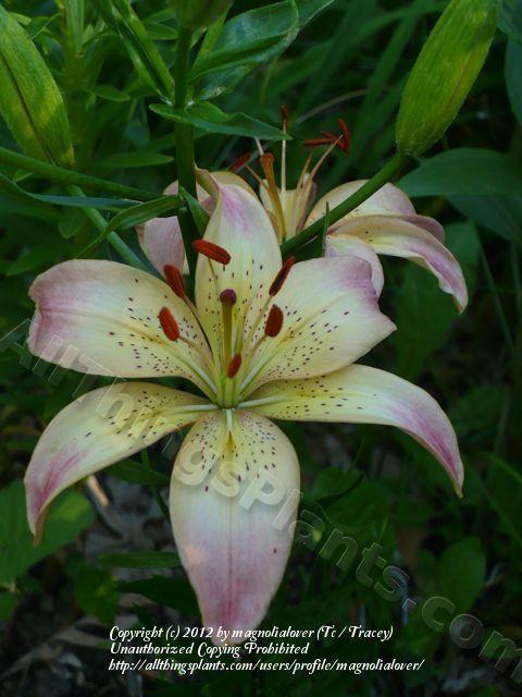 Photo of Lily (Lilium 'Corianne') uploaded by magnolialover