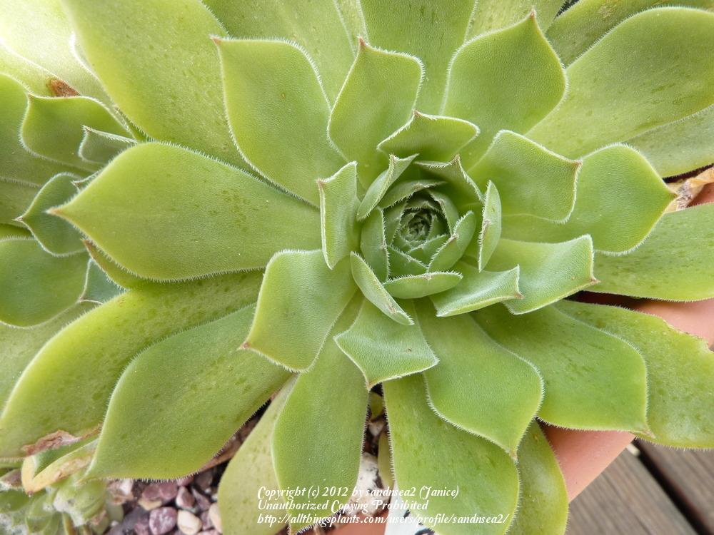 Photo of Hen and Chicks (Sempervivum 'Purdy's Big Red') uploaded by sandnsea2