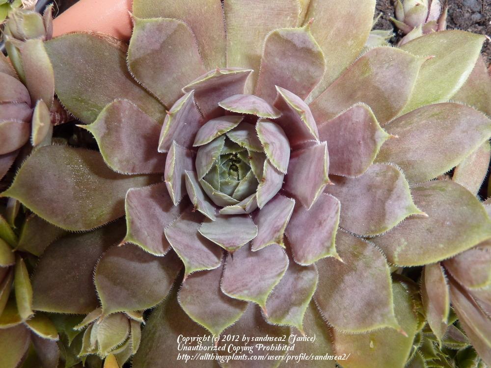 Photo of Hen and Chicks (Sempervivum 'Red Beauty') uploaded by sandnsea2