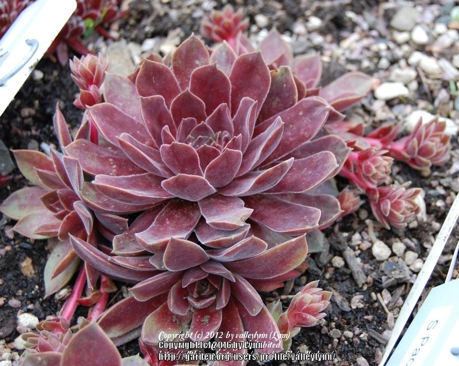 Photo of Hen and Chicks (Sempervivum 'Pacific Mauve') uploaded by valleylynn