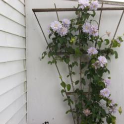 Location: My Blue Flowerbed by the house
Date: 2012-28-2012
My First Clematis