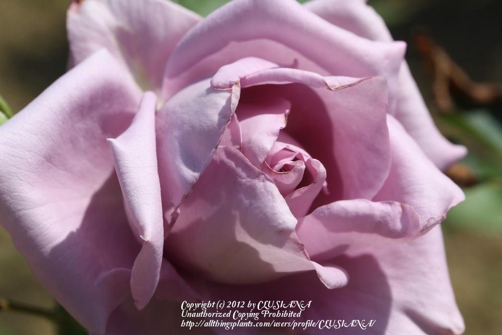 Photo of Rose (Rosa 'Charles de Gaulle') uploaded by CLUSIANA