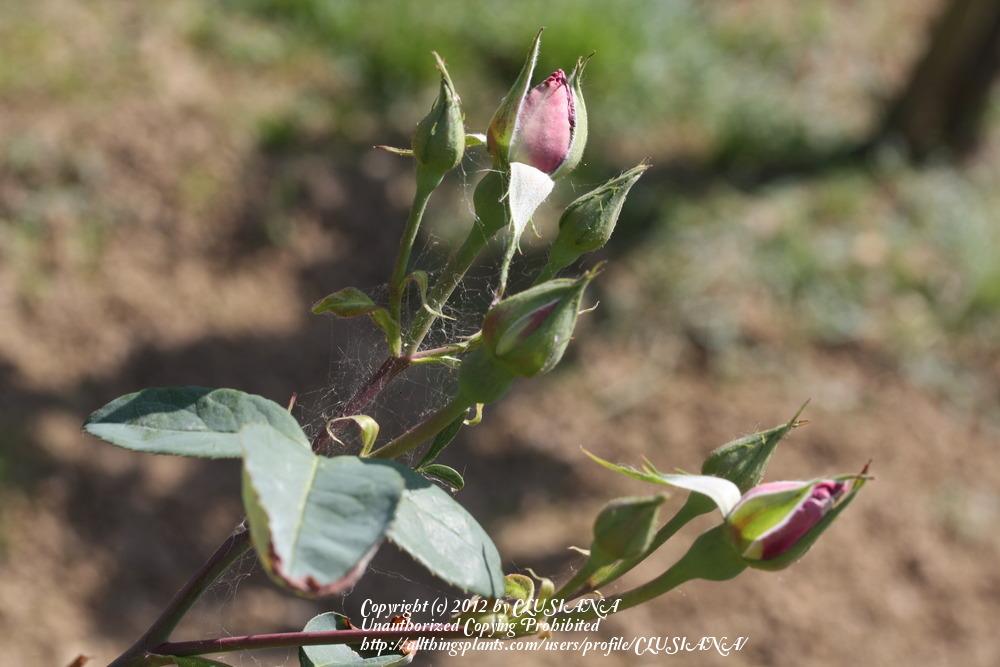 Photo of Rose (Rosa 'Charles de Gaulle') uploaded by CLUSIANA