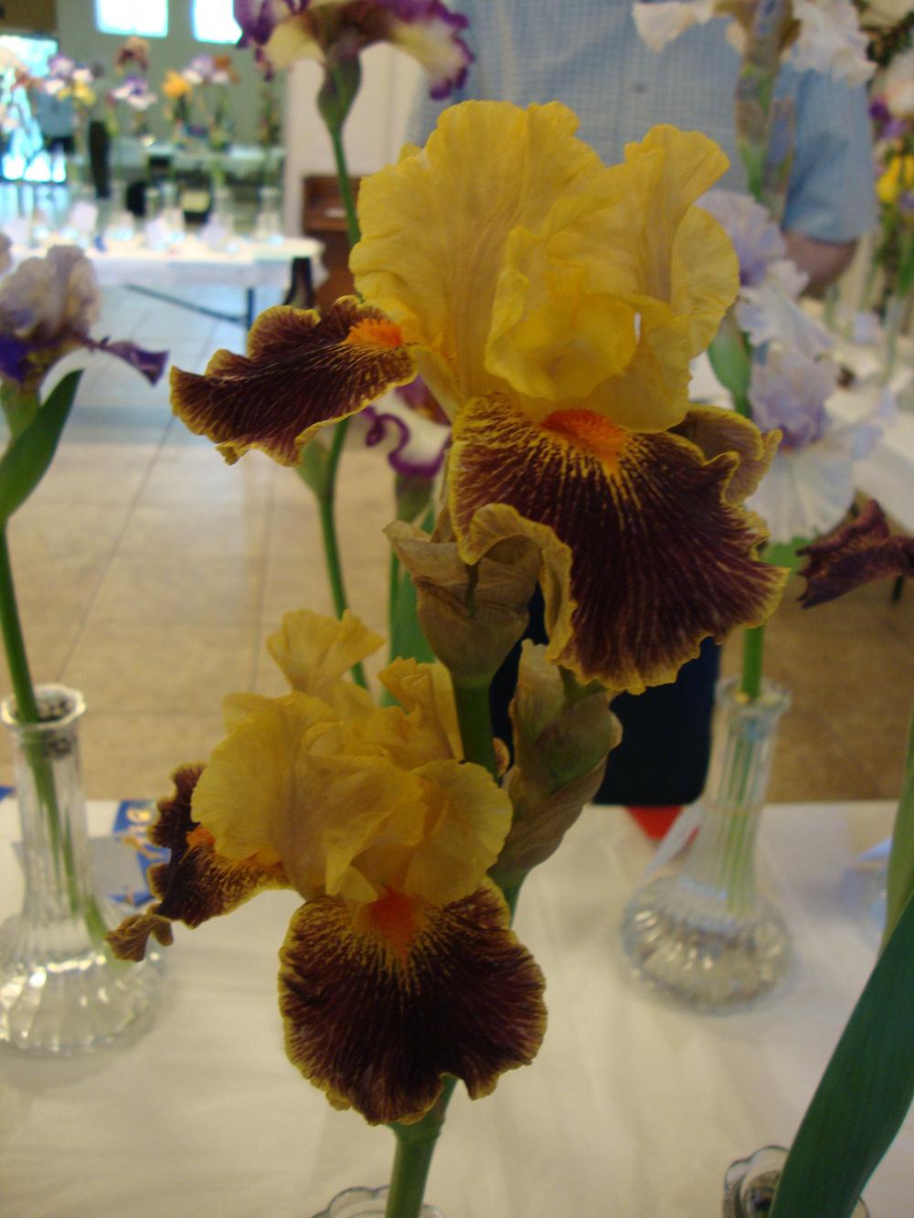 Photo of Intermediate Bearded Iris (Iris 'Delirium') uploaded by Paul2032