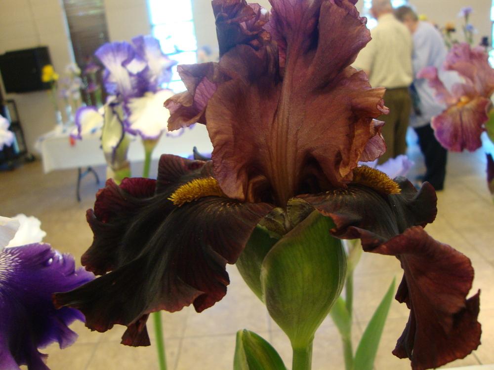 Photo of Tall Bearded Iris (Iris 'Smoky Shadows') uploaded by Paul2032
