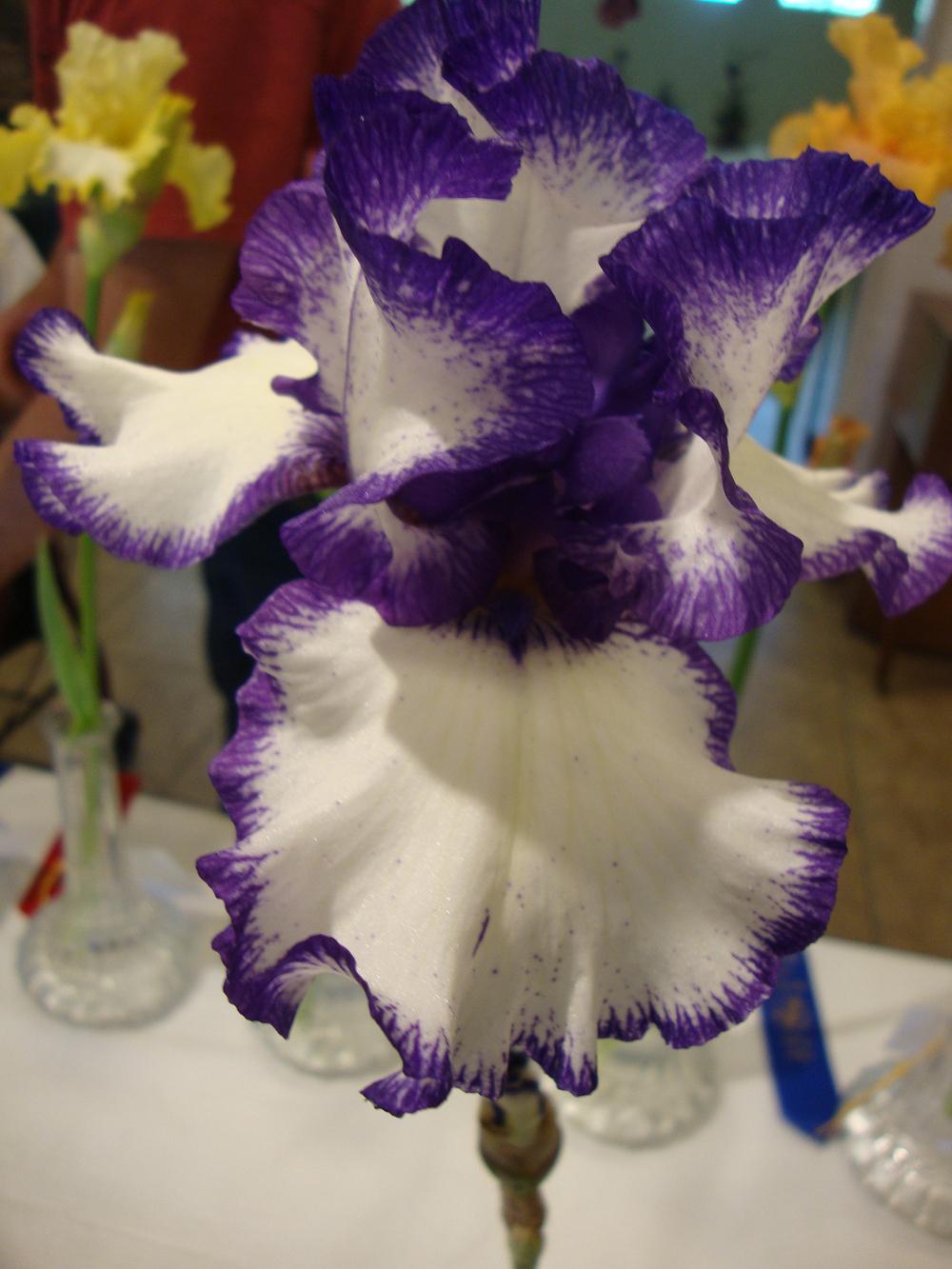 Photo of Tall Bearded Iris (Iris 'Rare Treat') uploaded by Paul2032