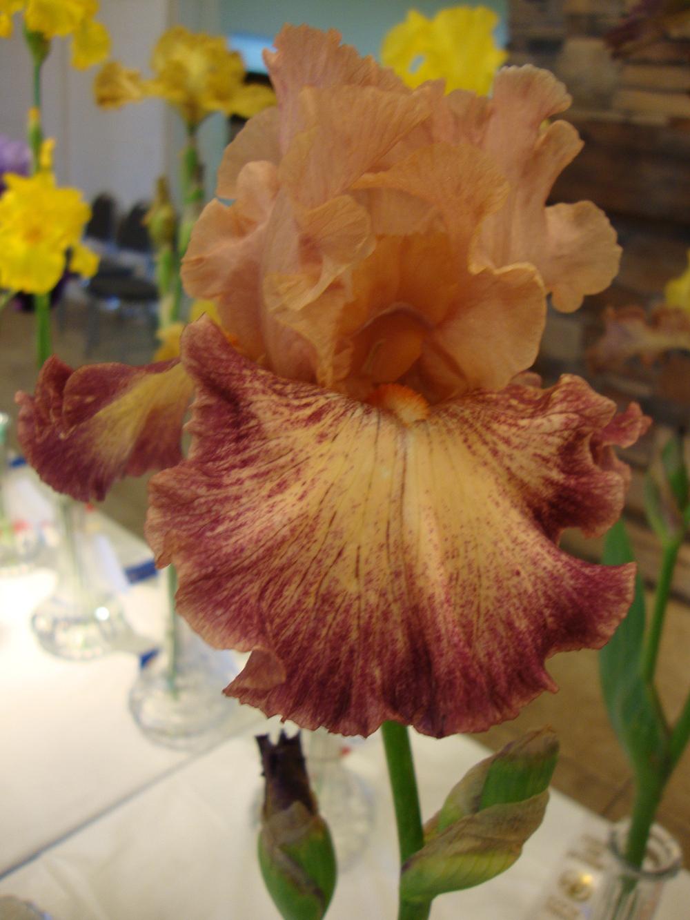 Photo of Tall Bearded Iris (Iris 'Musician') uploaded by Paul2032