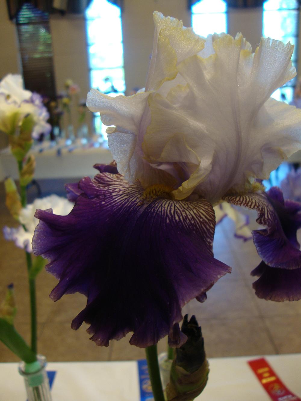 Photo of Tall Bearded Iris (Iris 'Slovak Prince') uploaded by Paul2032
