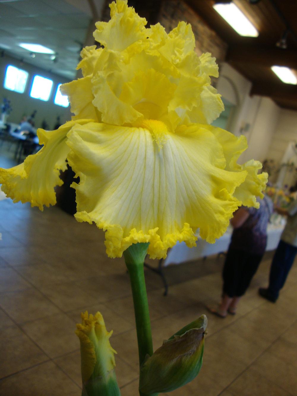 Photo of Tall Bearded Iris (Iris 'Beauty Becomes Her') uploaded by Paul2032